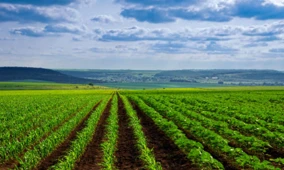 บริษัทร่วมลงทุน CLAAS ลงทุนในบริษัทสตาร์ทอัพด้านพืชไร่ AI ของเยอรมนี Phenom-I...