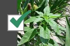 ใช้รายการตรวจสอบ 4-ขั้นตอนนี้สำหรับการควบคุม Waterhemp บวก 97%